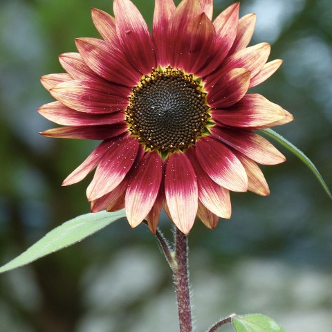 P1060040