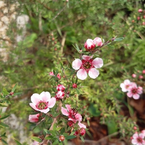 fleurs d'hiver